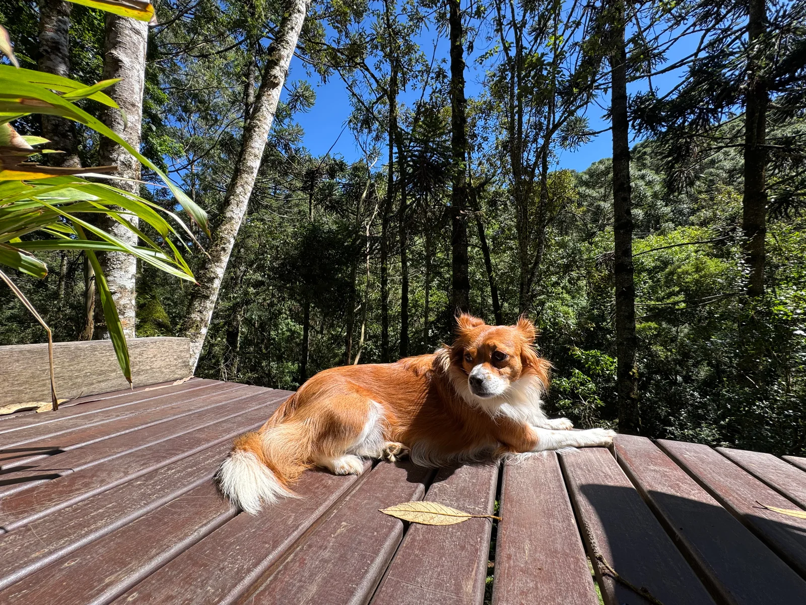 Bia, a brown-and-white dog on a wooden deck surrounded by trees.