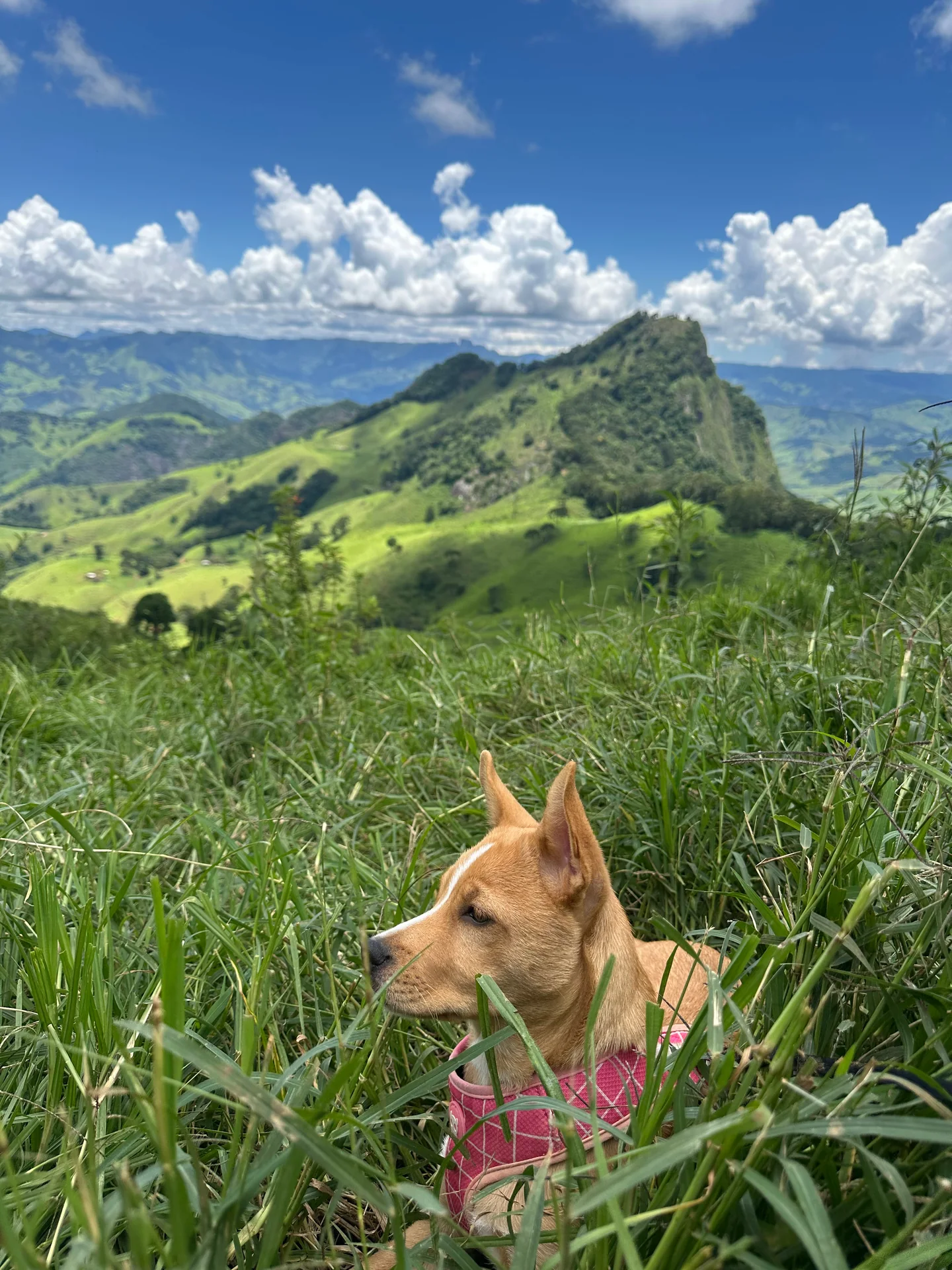 Blair, a golden dog wearing a pink harness in tall grass beneath green hills.